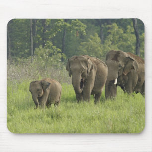 Indian Elephant Family Mouse Pad