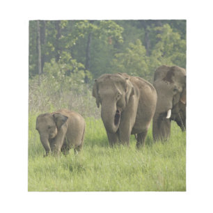Indian Elephant Family Notepad