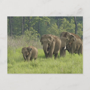 Indian Elephant Family Postcard