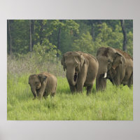 Indian Elephant Family