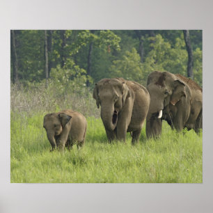 Indian Elephant Family Poster