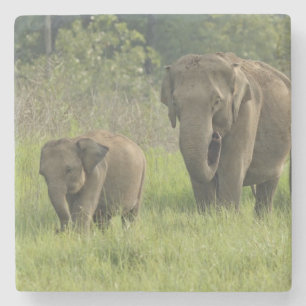 Indian Elephant Family Stone Coaster