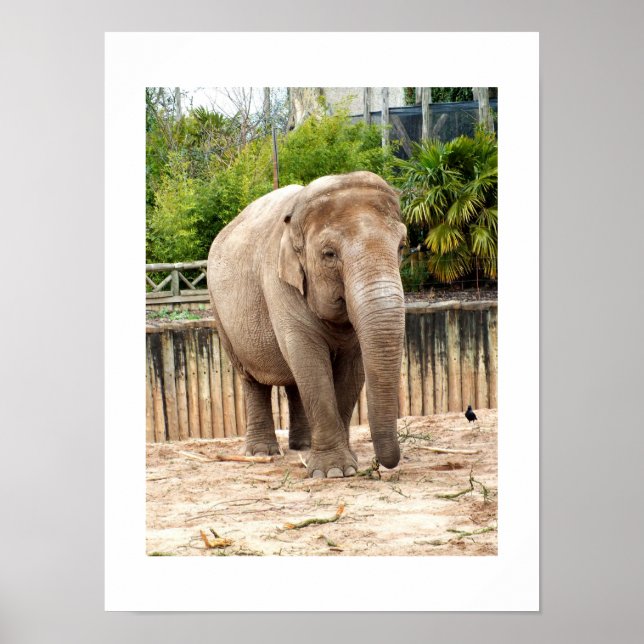 Indian elephant poster (Front)