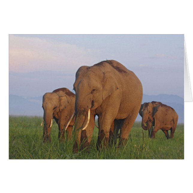 Indian Elephants in the Grassland (Front Horizontal)