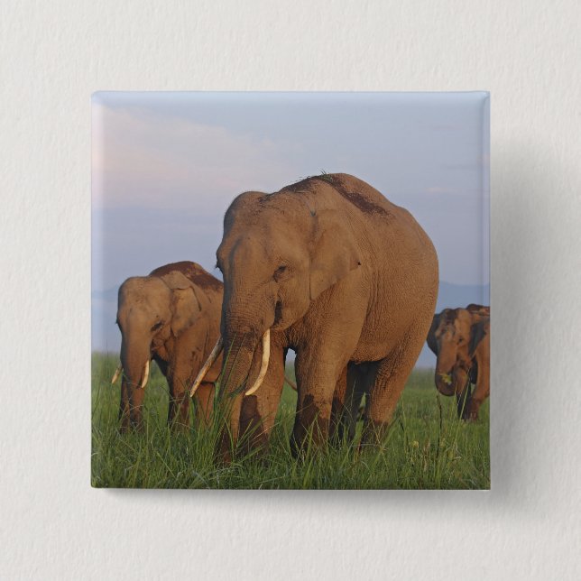 Indian Elephants in the Grassland 15 Cm Square Badge (Front)