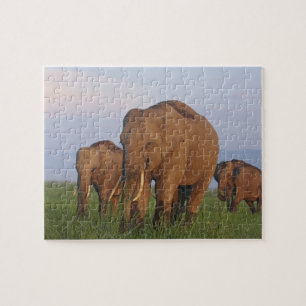 Indian Elephants in the Grassland Jigsaw Puzzle