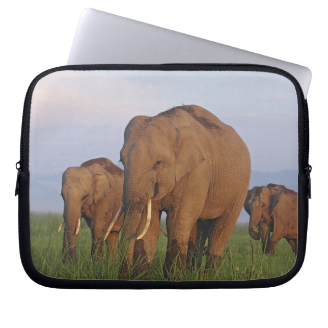 Indian Elephants in the Grassland Laptop Sleeve (Front)