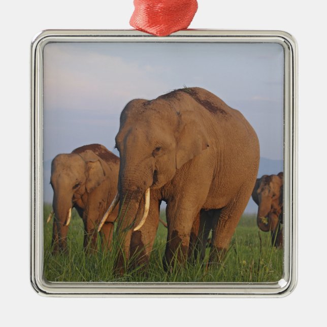 Indian Elephants in the Grassland Metal Tree Decoration (Front)