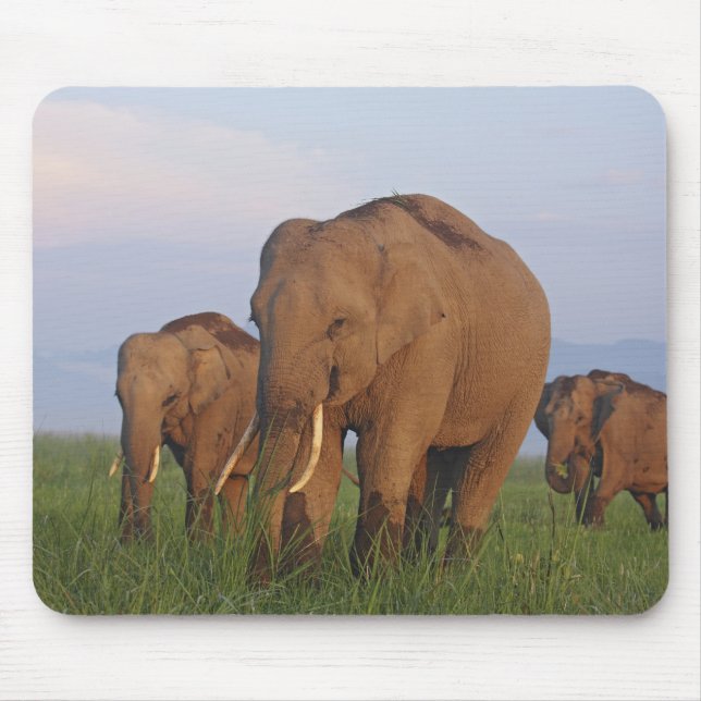 Indian Elephants in the Grassland Mouse Pad (Front)