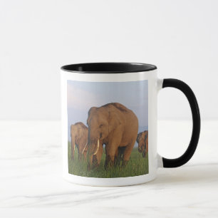 Indian Elephants in the Grassland Mug