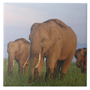 Indian Elephants in the Grassland Tile