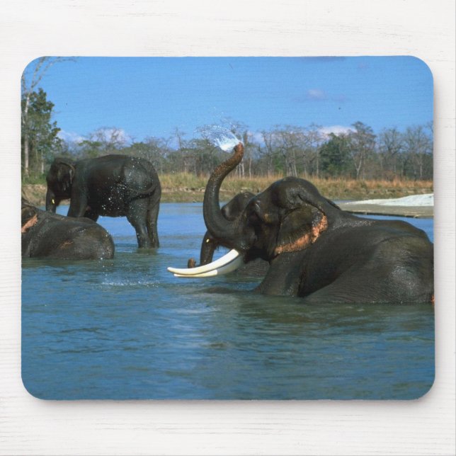 Indian Elephants lying down, bathing Mouse Pad (Front)