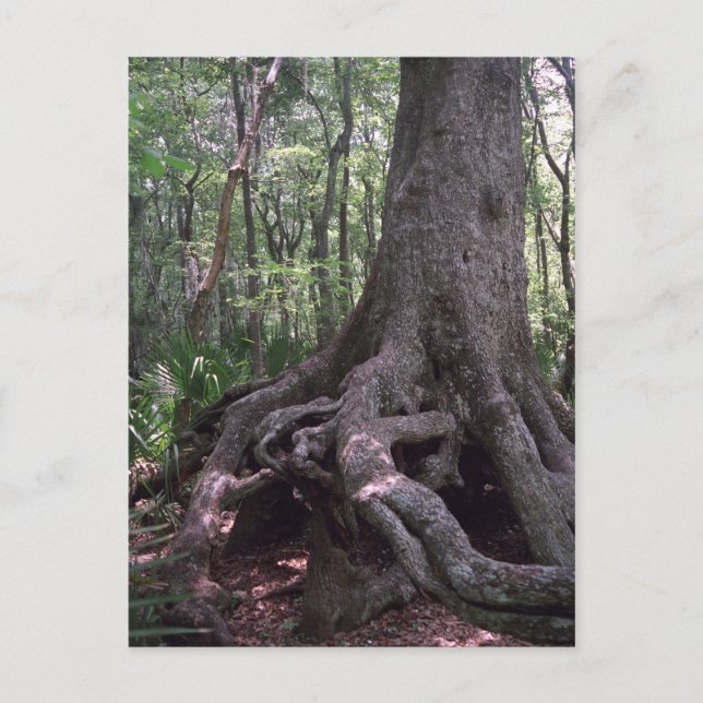Indian Forest Artefact Custom Louisiana Postcard (Front)