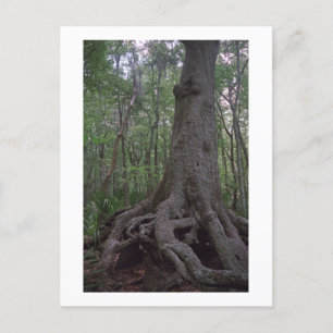 Indian Forest Artefact Custom Louisiana Postcard