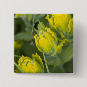 Indian Golden Paintbrush Castilleja 15 Cm Square Badge