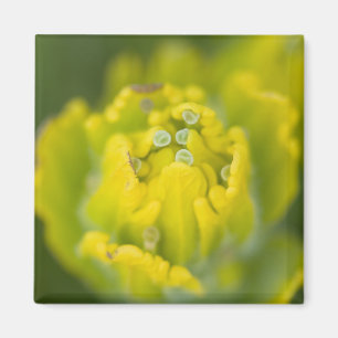 Indian Golden Paintbrush Castilleja 2 Magnet