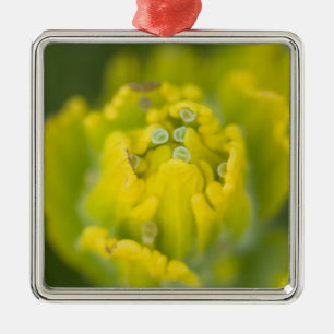 Indian Golden Paintbrush Castilleja 2 Metal Ornament