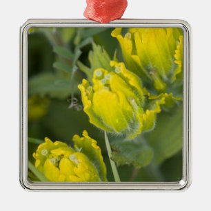 Indian Golden Paintbrush Castilleja Metal Tree Decoration