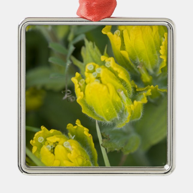 Indian Golden Paintbrush Castilleja Metal Tree Decoration (Front)