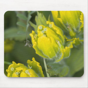 Indian Golden Paintbrush Castilleja Mouse Pad
