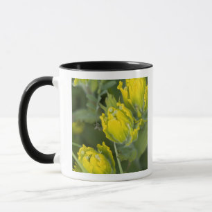 Indian Golden Paintbrush Castilleja Mug