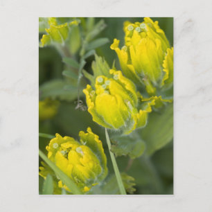 Indian Golden Paintbrush Castilleja Postcard