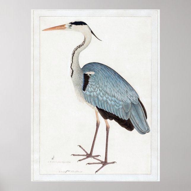 Indian Grey Heron (1780-1782) by Ram Das Poster (Front)