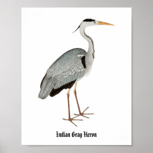 Indian grey heron (1780-1782) vintage painting by poster