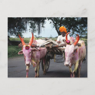 Indian Man Postcard