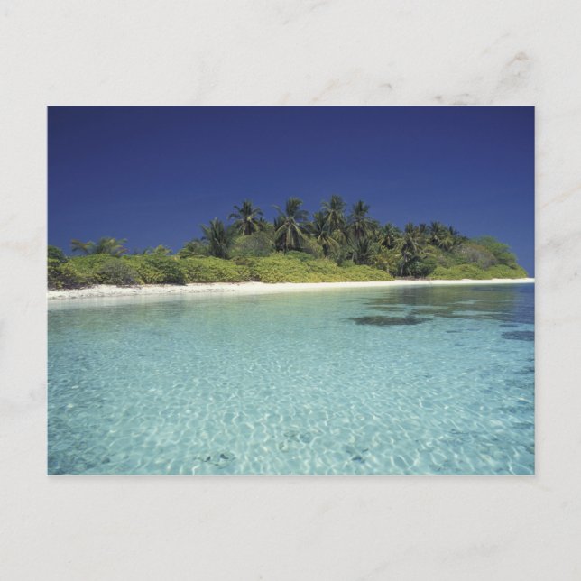 Indian Ocean, Maldive islands. (MR) Postcard (Front)