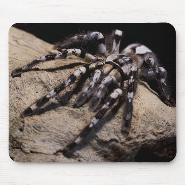 Indian ornamental tarantula mouse pad (Front)