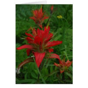 Indian paint brush