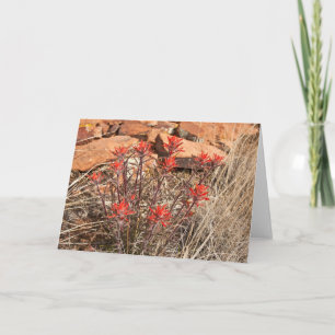 Indian Paint Brush Blossoms Card