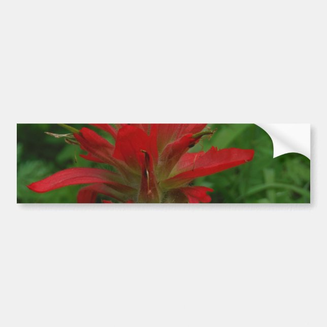 Indian paint brush bumper sticker (Front)