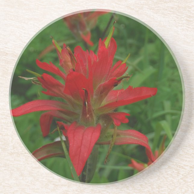Indian paint brush coaster (Front)