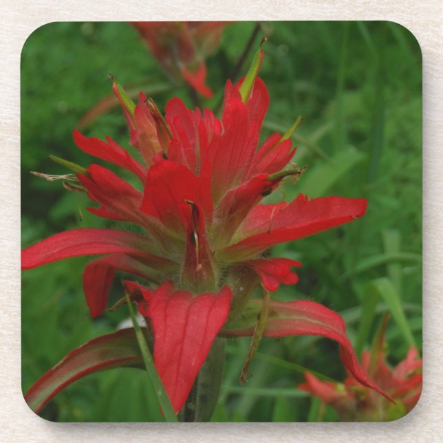Indian paint brush coaster (Front)