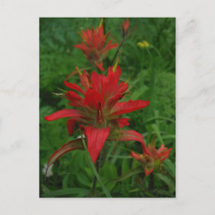 Indian paint brush postcard