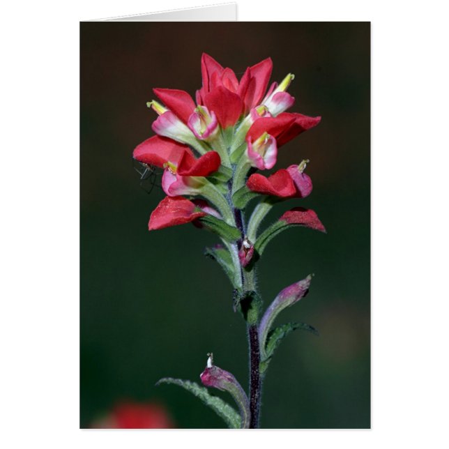 Indian Paintbrush (Front)