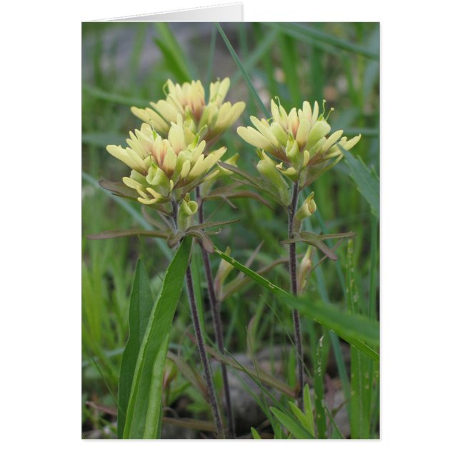 Indian Paintbrush (Front)