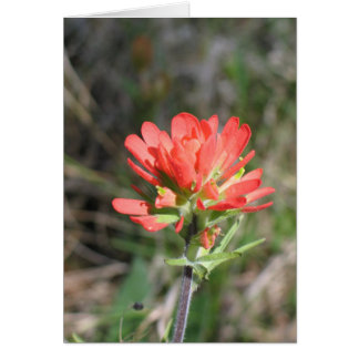 Indian Paintbrush