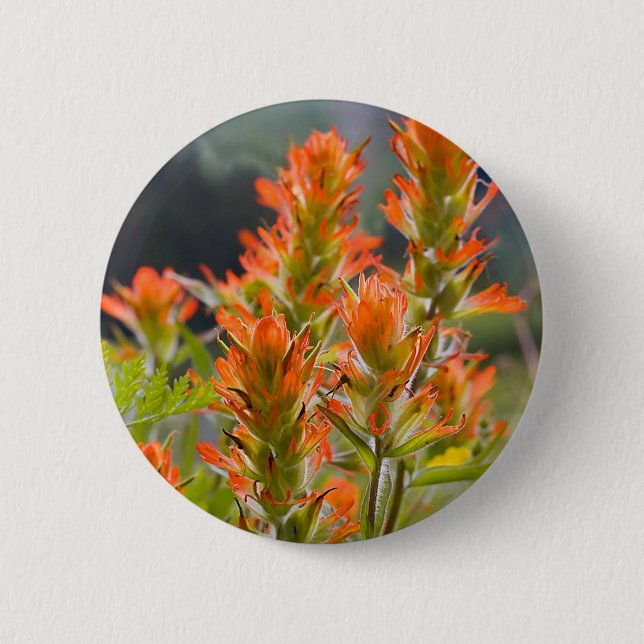 Indian Paintbrush 6 Cm Round Badge (Front)