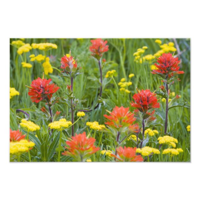 Indian paintbrush and biscuitroot wildflowers photo print (Front)
