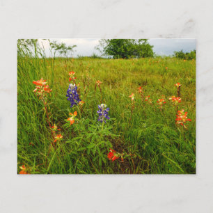 Indian Paintbrush and Bluebonnets, Ennis, TX Postcard