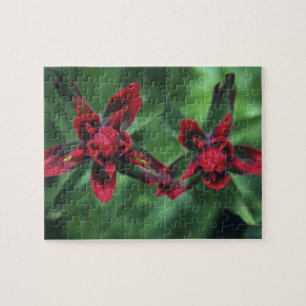 Indian Paintbrush, Banff NP, Alberta, Canada 2 Jigsaw Puzzle