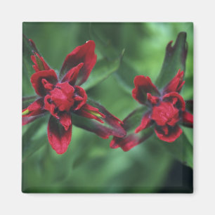Indian Paintbrush, Banff NP, Alberta, Canada 2 Magnet