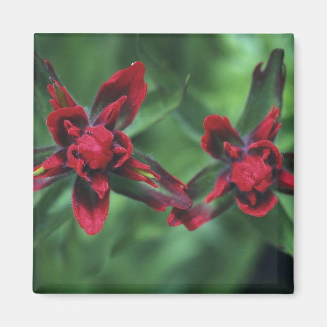 Indian Paintbrush, Banff NP, Alberta, Canada 2 Magnet (Front)
