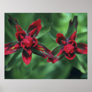 Indian Paintbrush, Banff NP, Alberta, Canada 2 Poster