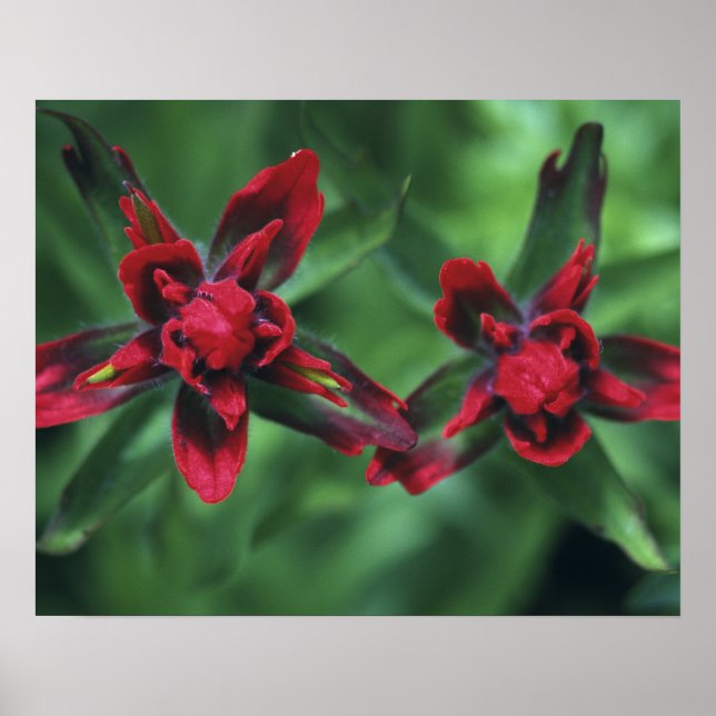 Indian Paintbrush, Banff NP, Alberta, Canada 2 Poster (Front)