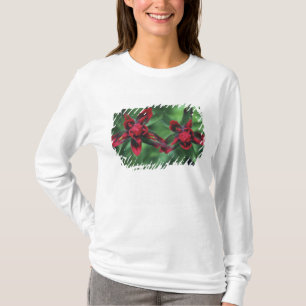Indian Paintbrush, Banff NP, Alberta, Canada 2 T-Shirt