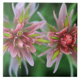 Indian Paintbrush, Banff NP, Alberta, Canada Ceramic Tile